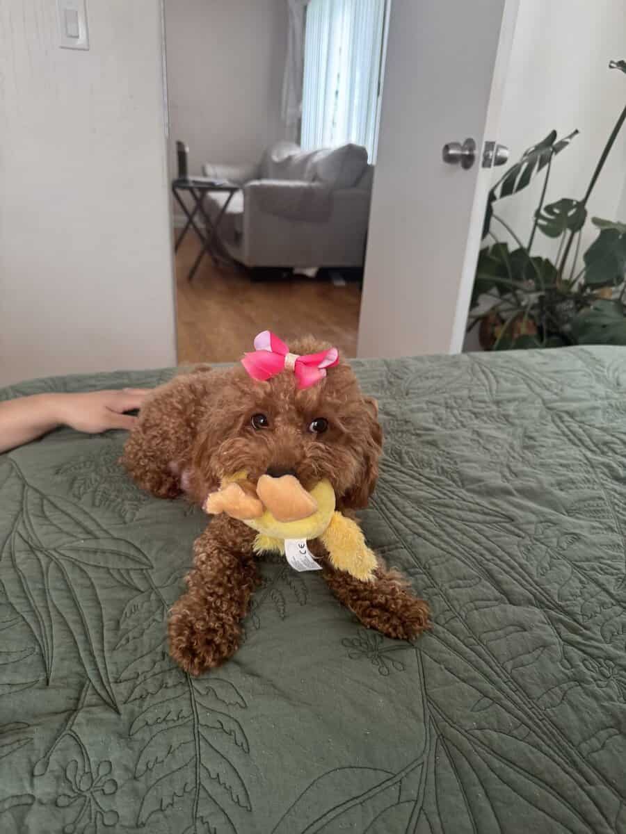 Toy poodles image 16
