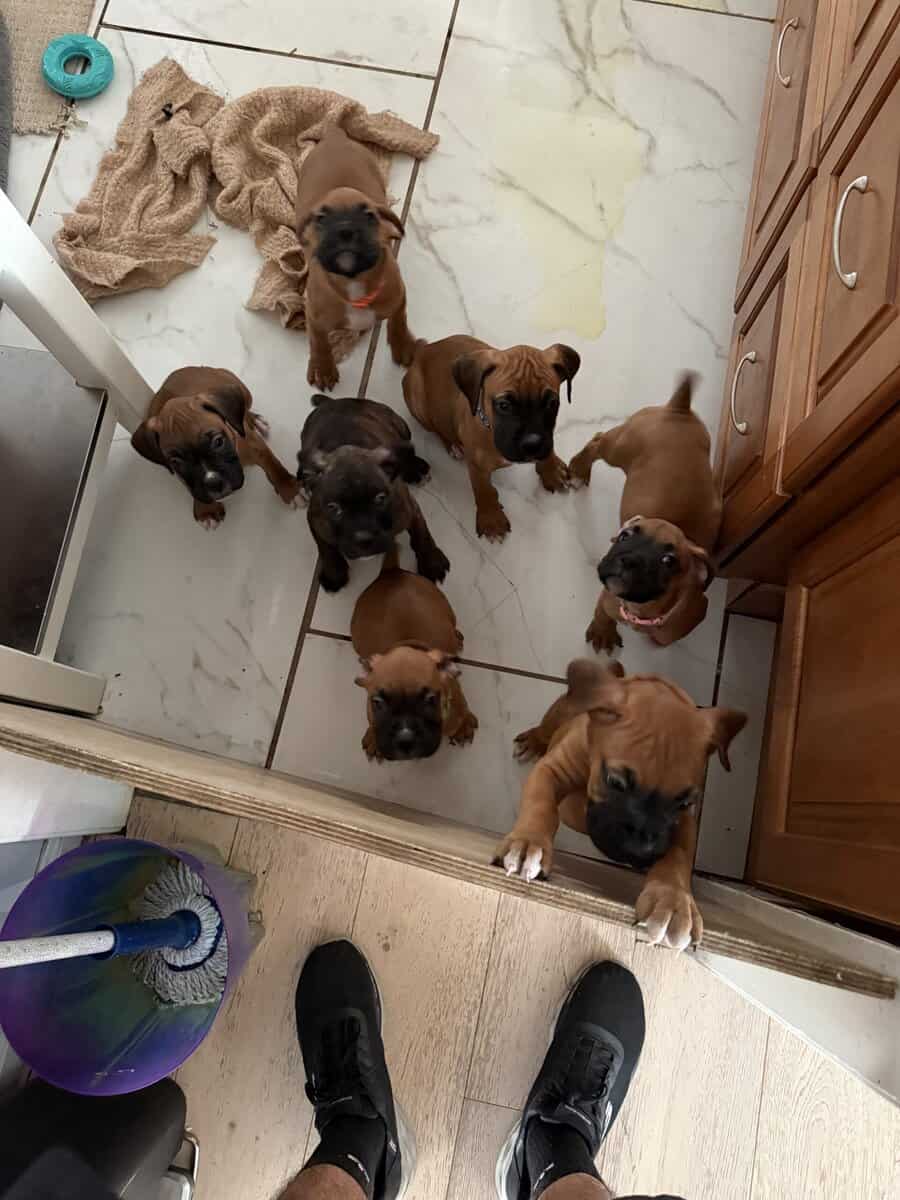 Boxer puppies image 3