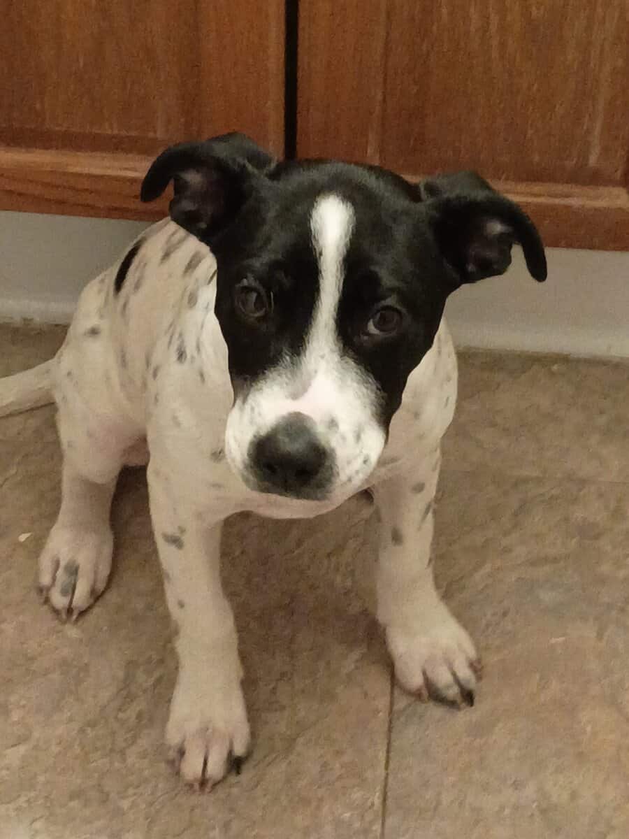 9 month old puppy image 2