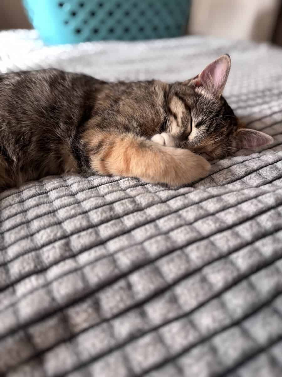 Free cat! I am so energetic and love to play! image 5