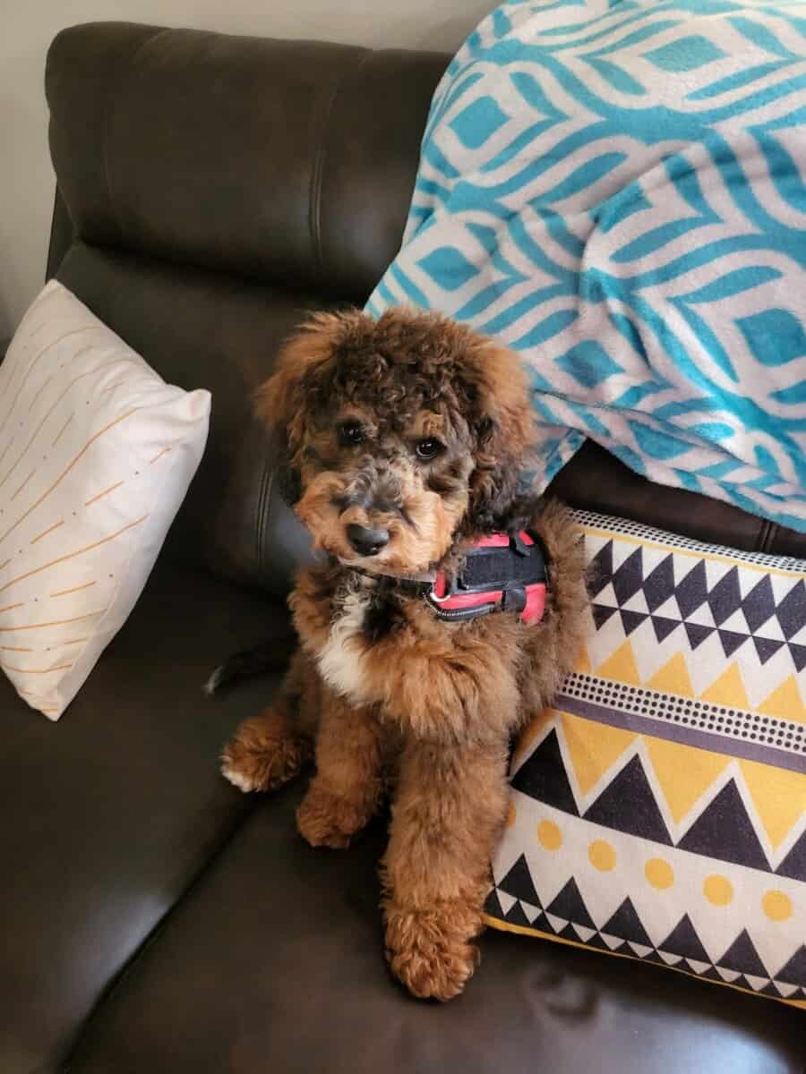 Kid-Friendly Bernedoodle Looking for Home image 1