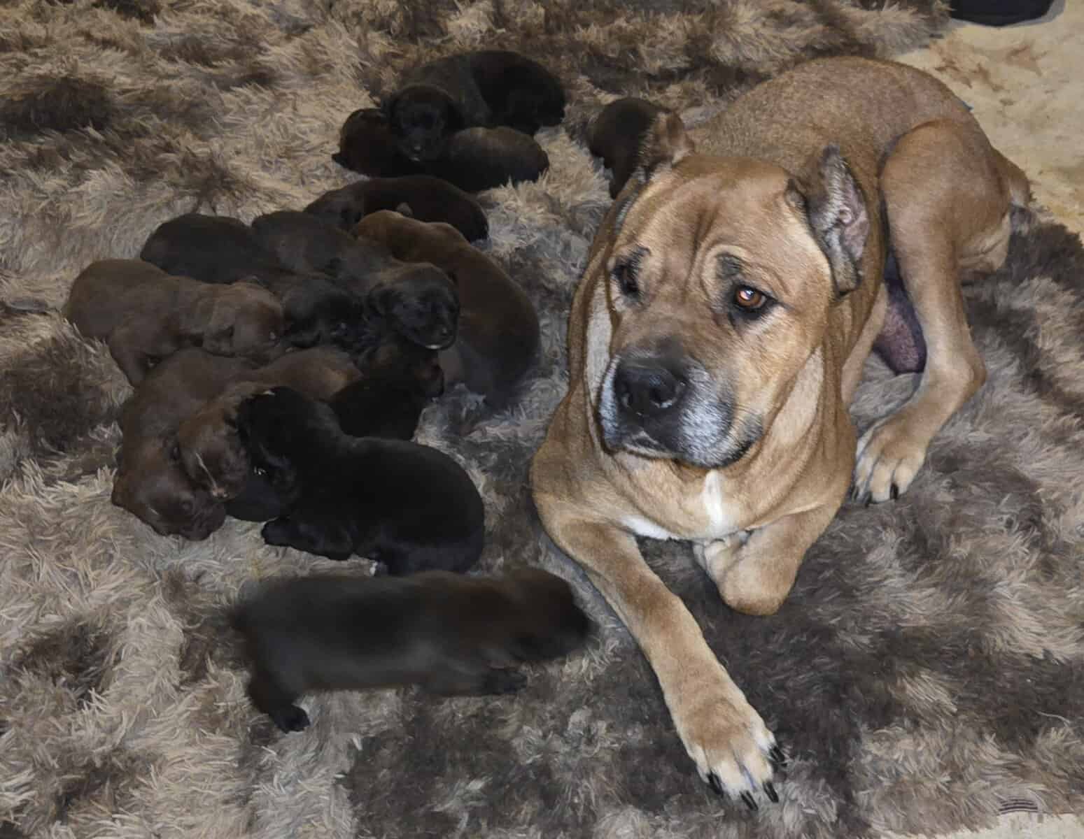 Cane corso image 1