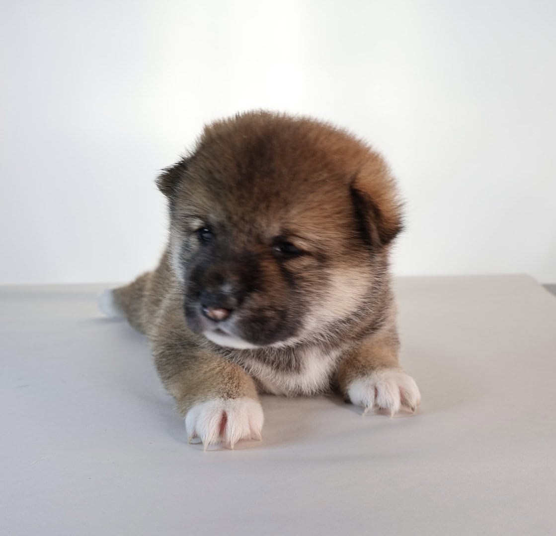 Hawaii Blossom, Sesame Shiba Inu girl image 3