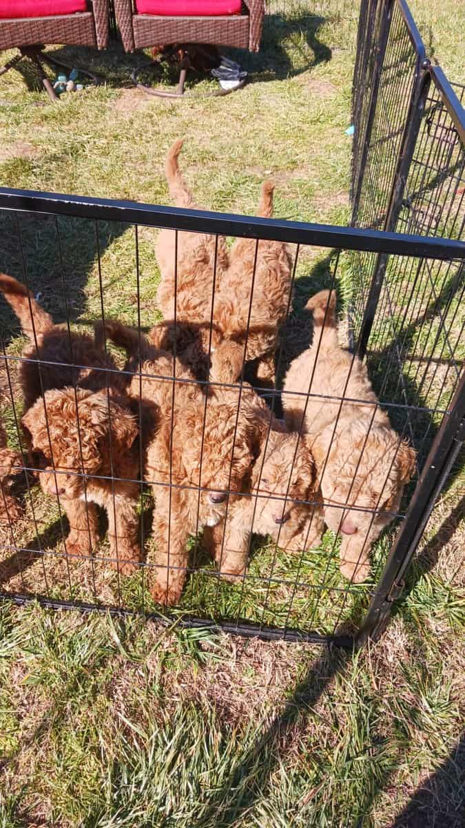 Goldendoodle Puppies for sale image 2