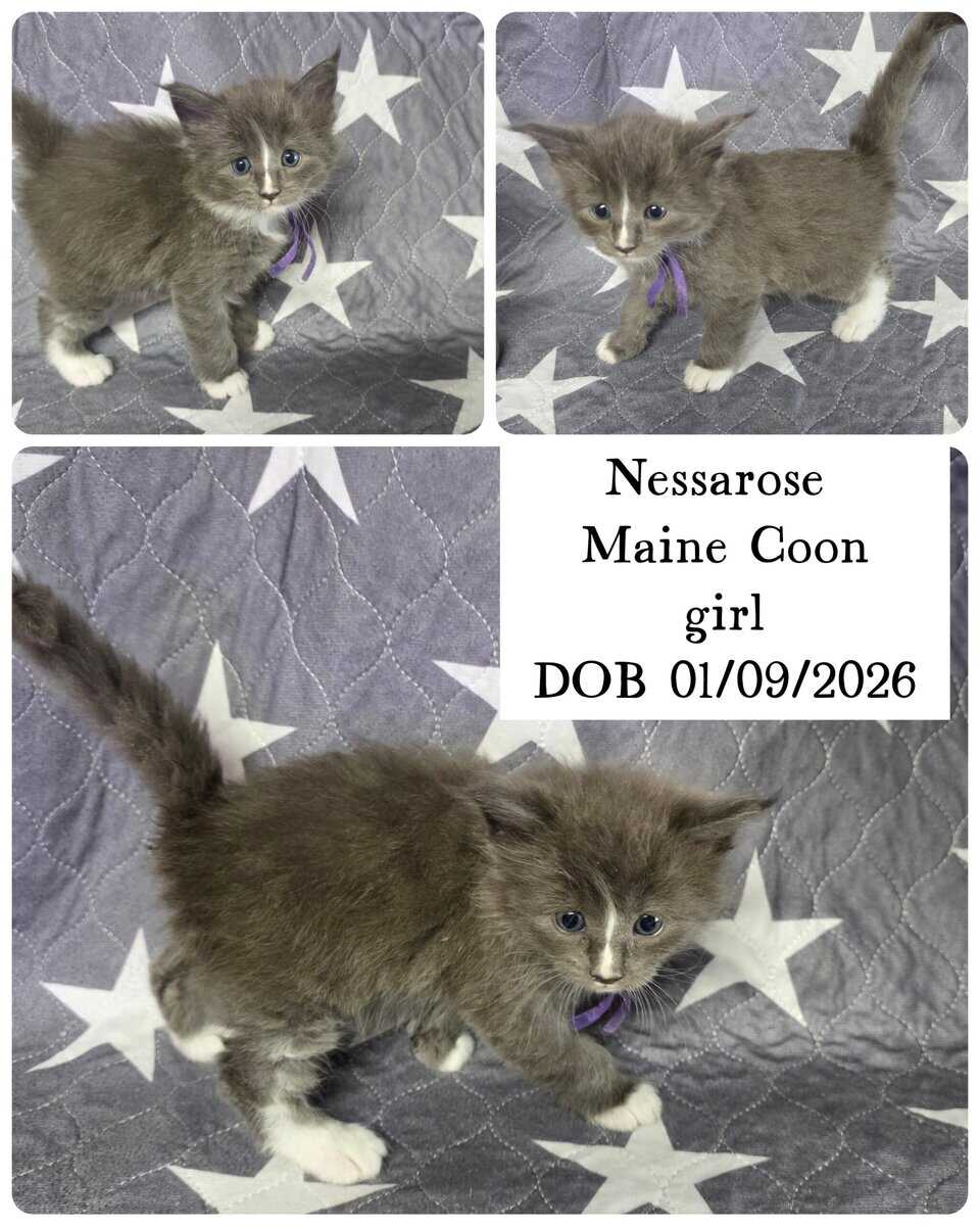 Maine Coon kittens image 2