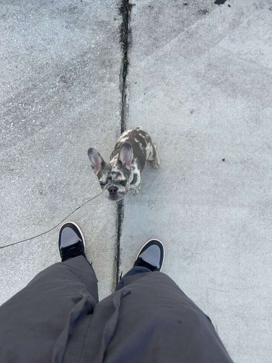 1 year Old Frenchie For Sale Great Dog image 6