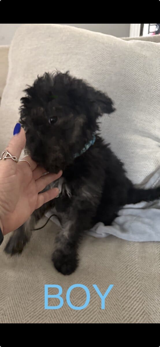 Goldendoodles F1B Hypoallergenic image 5