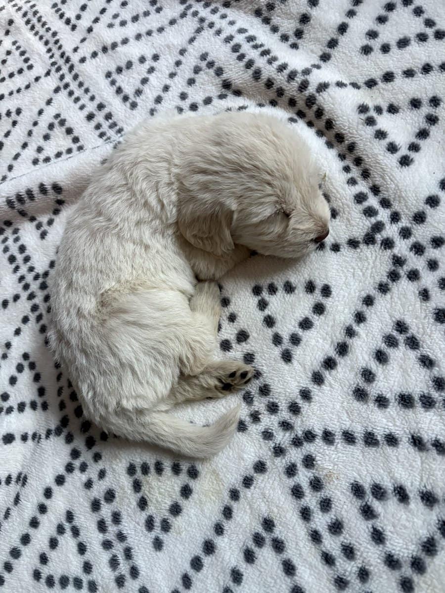 Labradoodle puppy image 13