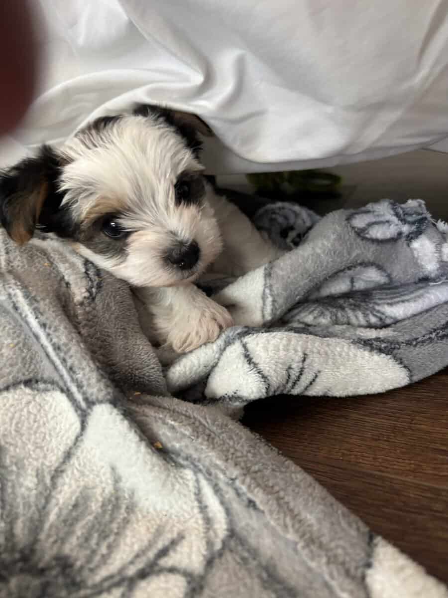 Yorkies yorkies!!!! image 12