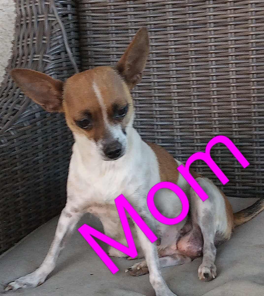 Apple head Chihuahua image 2