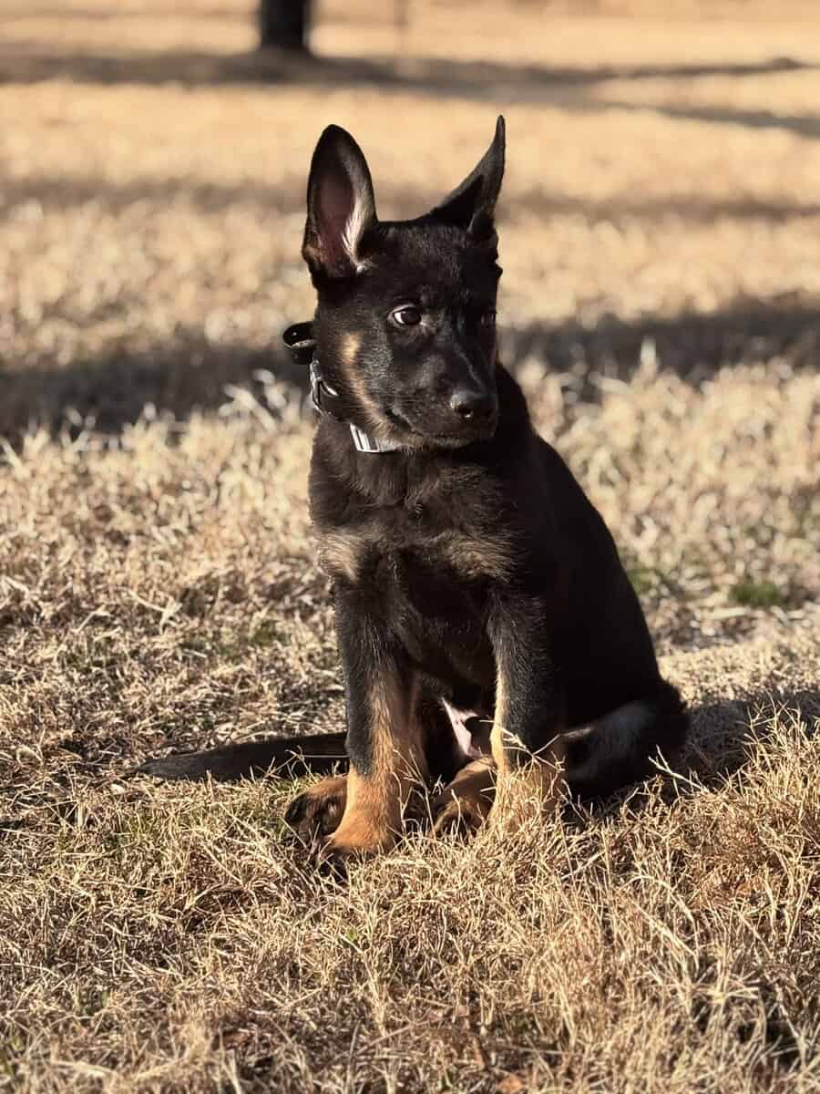 5month pure German Shepherd image 1