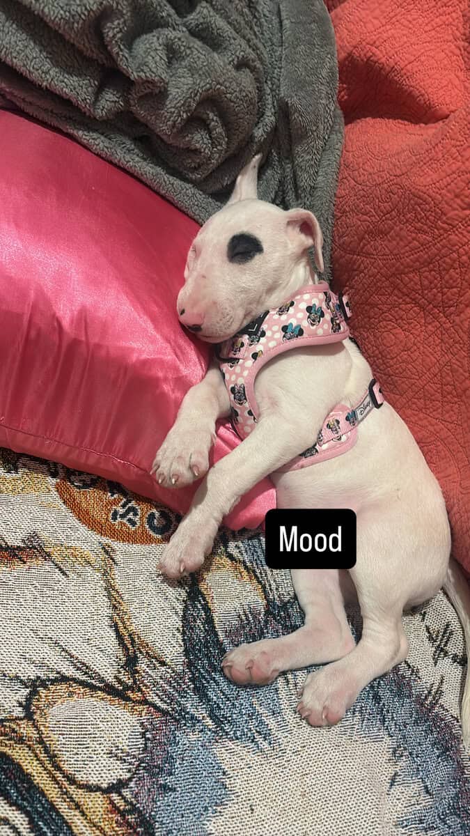 Bull terrier female image 1