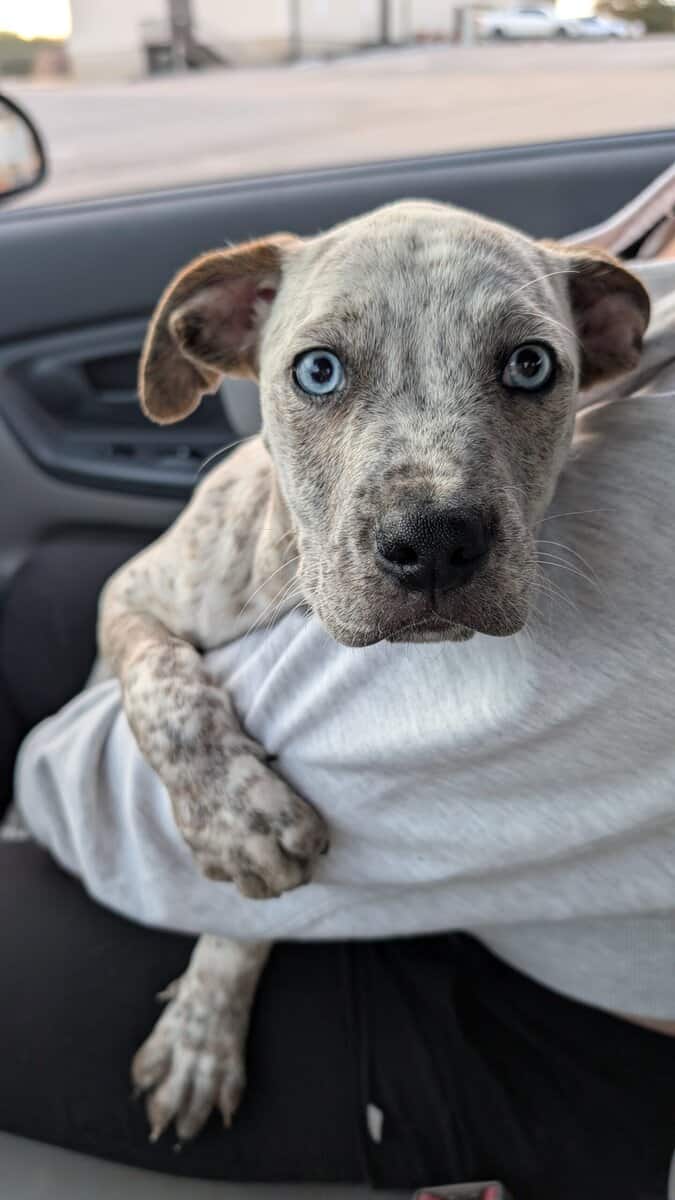 Pitbull mixed breed image 1