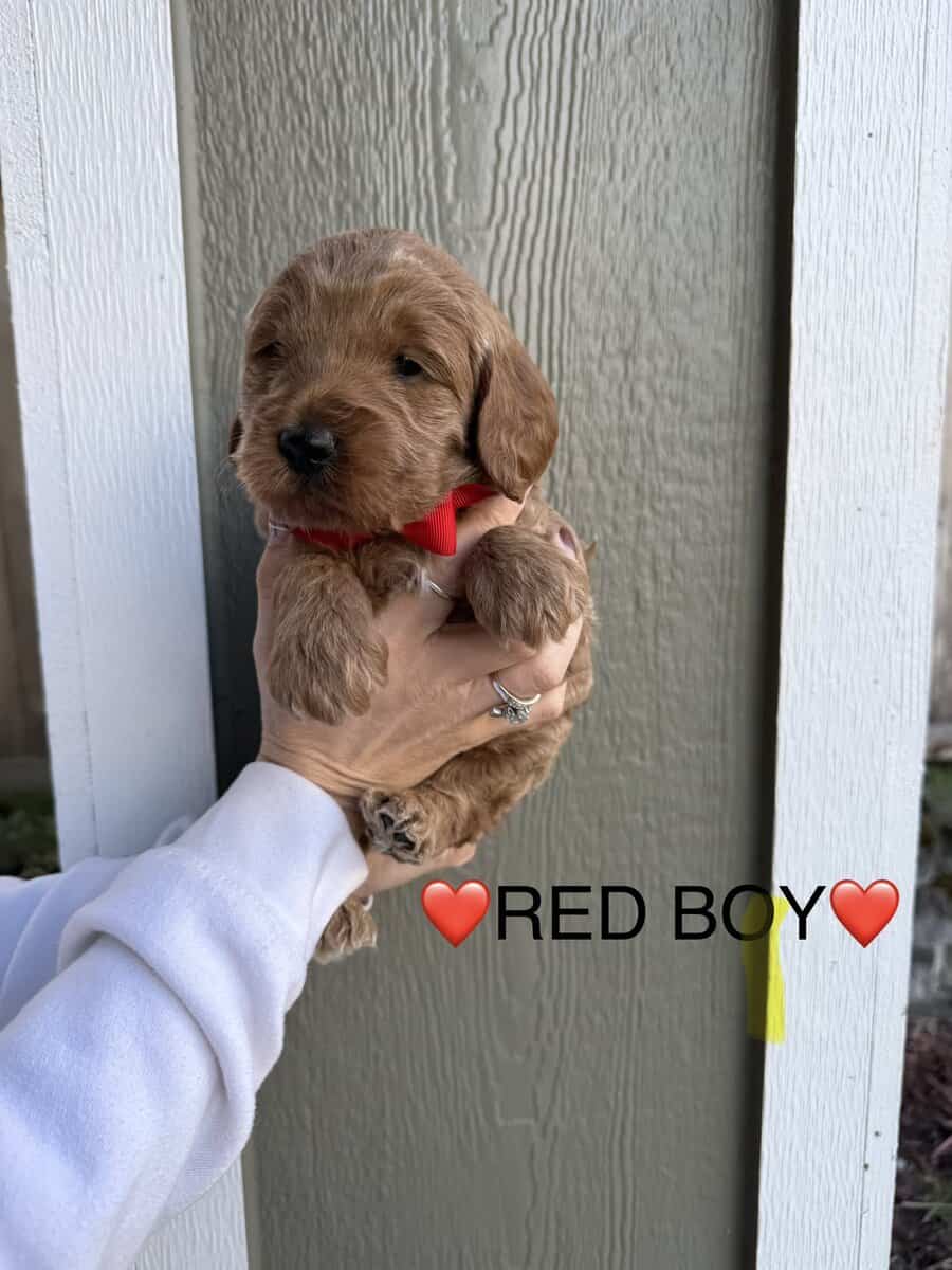 Min golden doodle puppies image 12