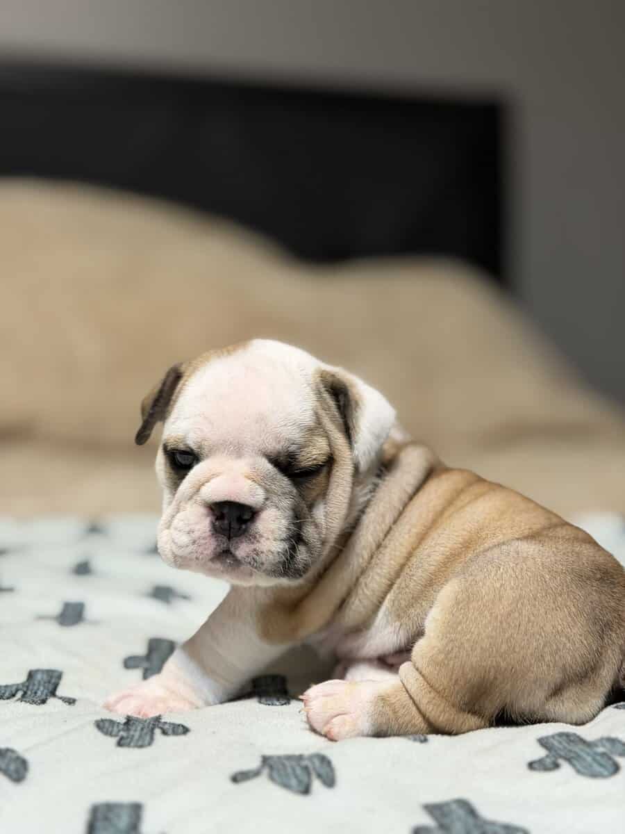 English Bulldog puppies image 13