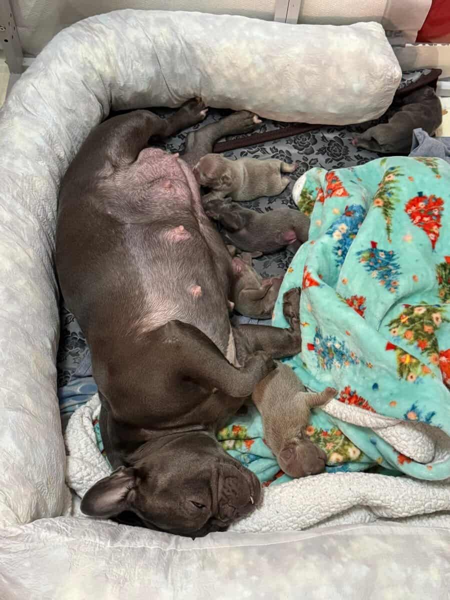15/16 Frenchton = 94% Frenchies image 2