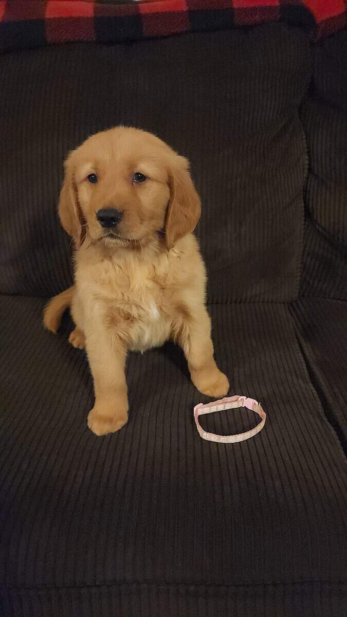 AKC Golden Retriever Puppies image 12