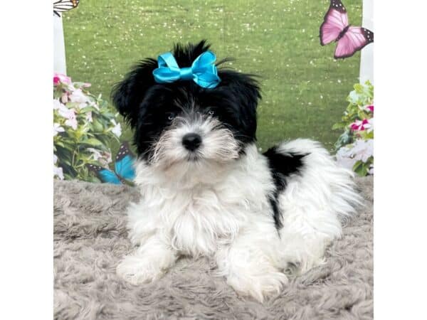 Loving puppies image 2