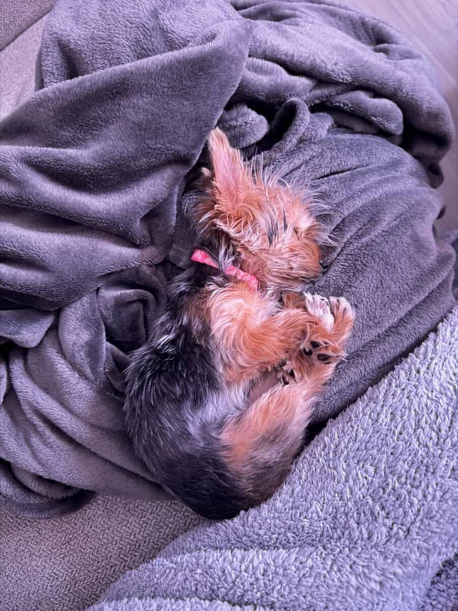 Teacup Yorkie (f/6 months old) image 5