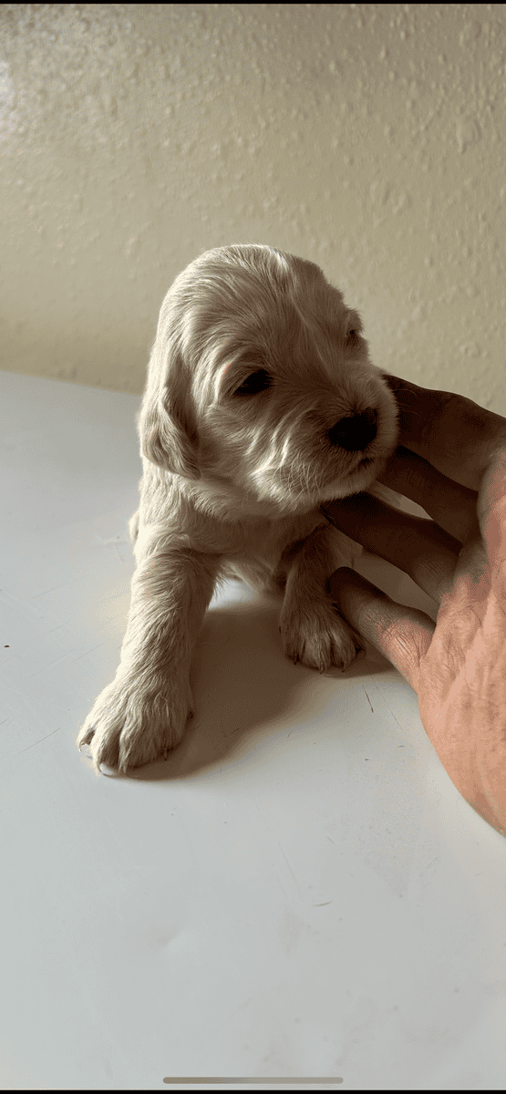 Golden retriever golden doodles image 2