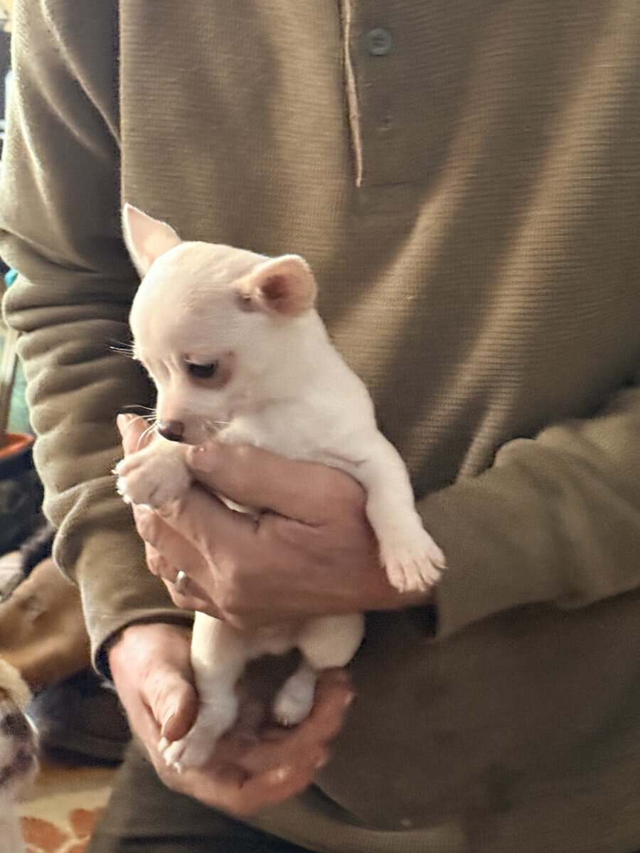Chihia puppies image 4