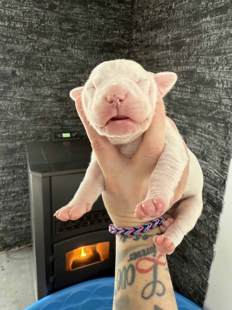Akc dogo argentino puppies image 2