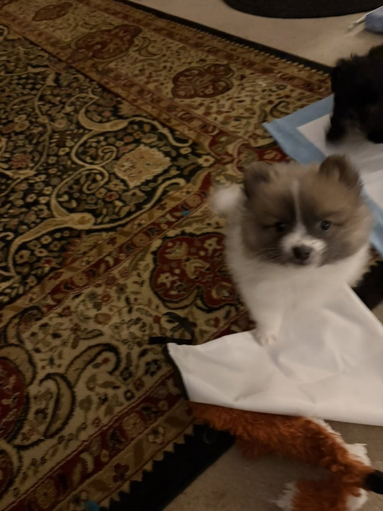 Pomeranian Puppies 10 weeks old image 2