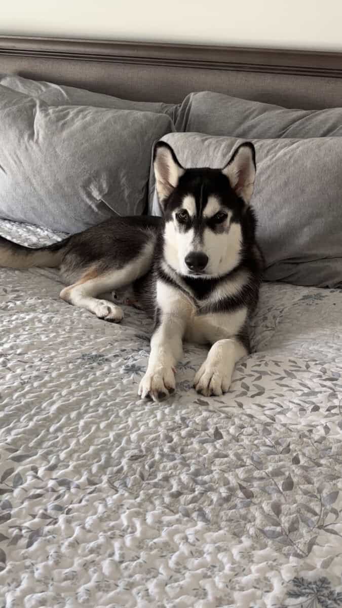Siberian Husky for Rehome image 1