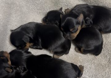 Purebred Yorkies