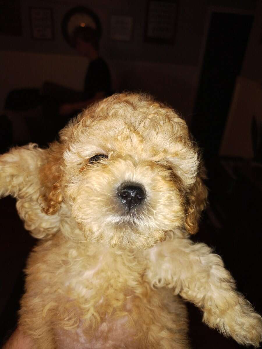 Teddy Bear puppies image 1