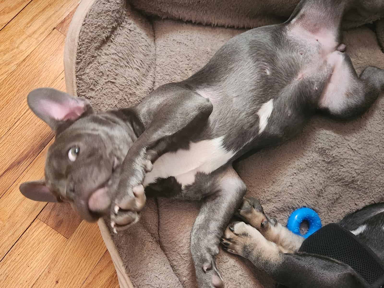 Female French bulldog image 1