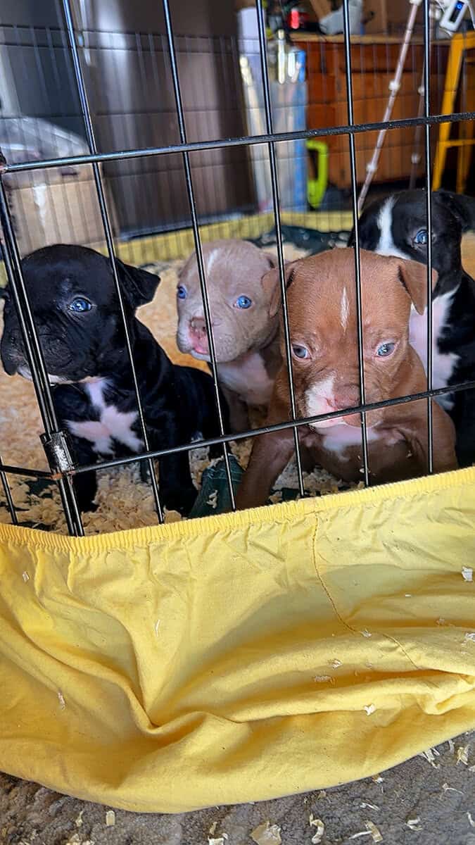 Puppies image 1