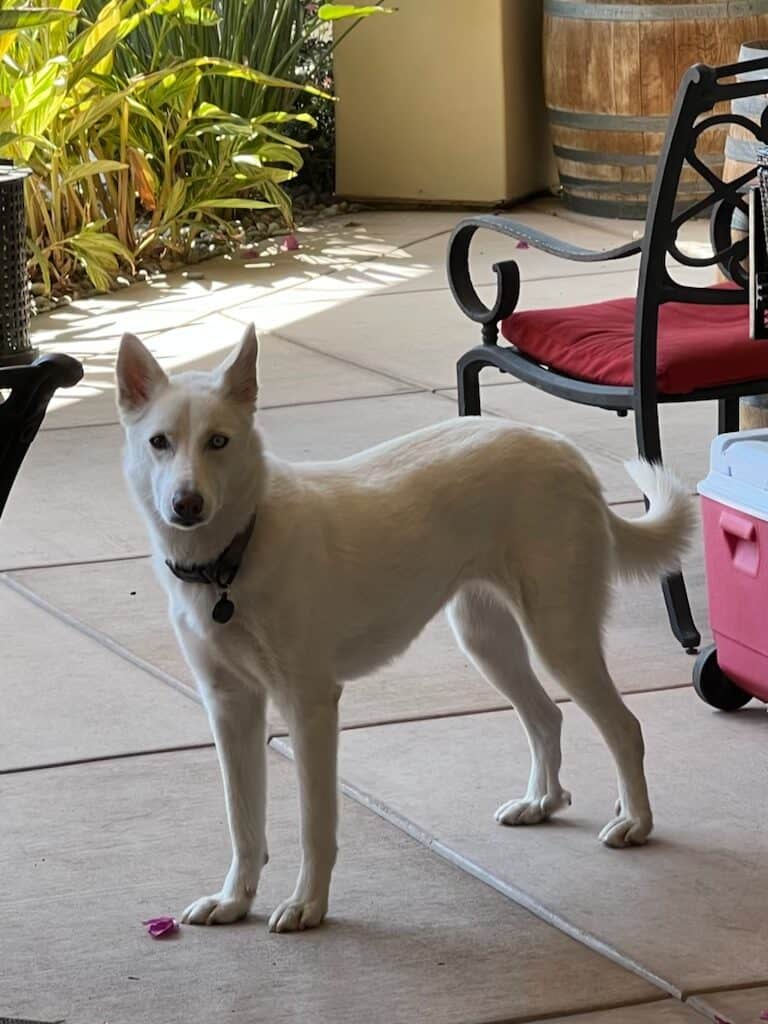 koda needs a new home! image 4