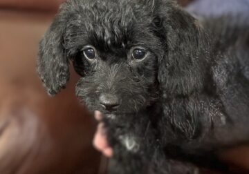 Cavapoo/Schnoodle Pups