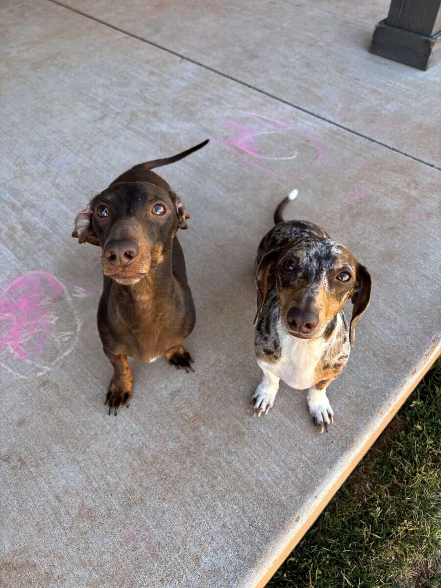 Loving Miniature Dachshunds Seeking Their Forever image 3