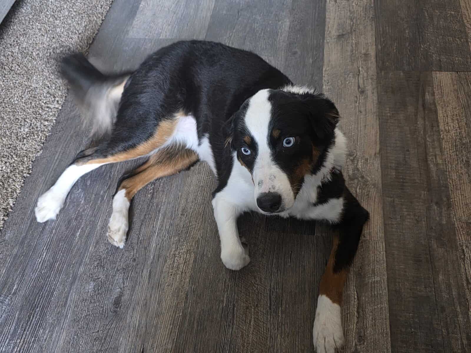 1 y/o Australian Shepard Mix image 2