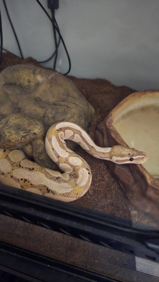 Banana ball python image 1