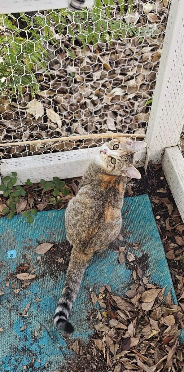Sister Kittens for Adoption image 6