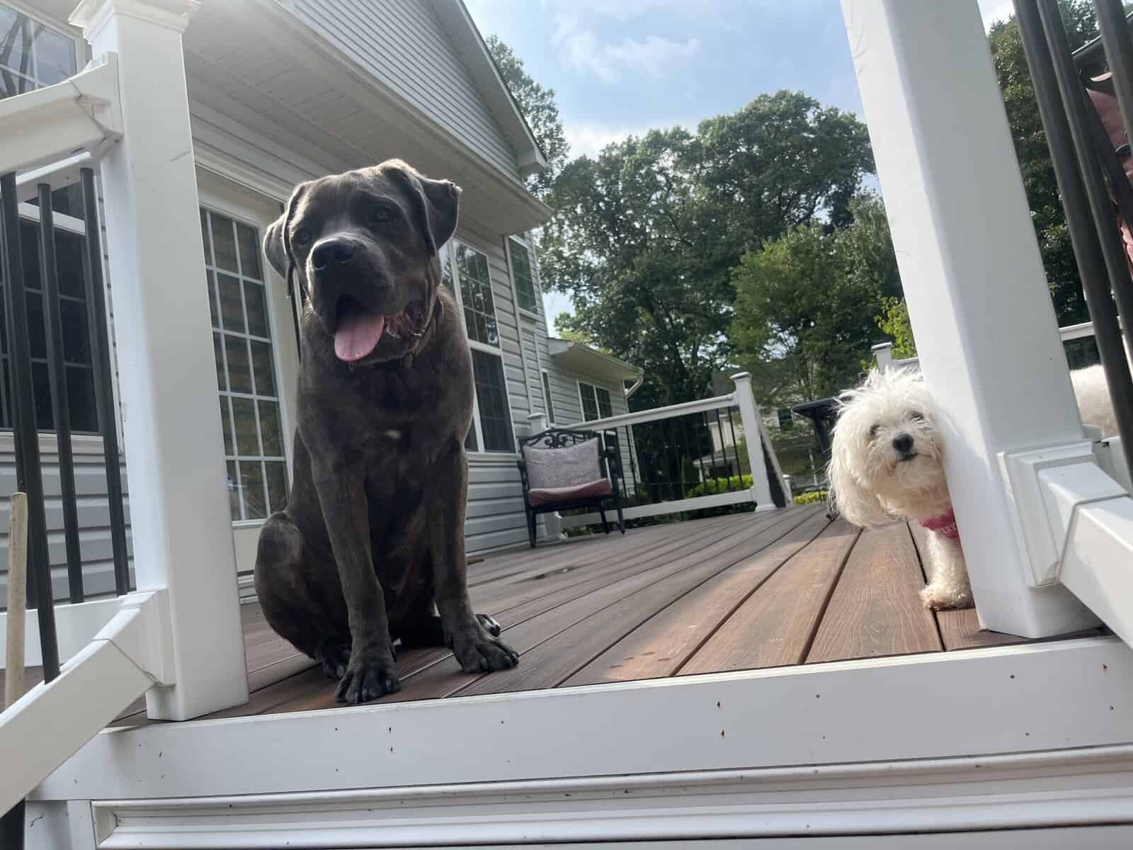 Pure Bred Cane Corso- Perfect Fit for your Family image 10