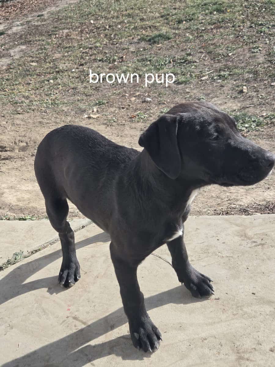 4 month old puppy image 1