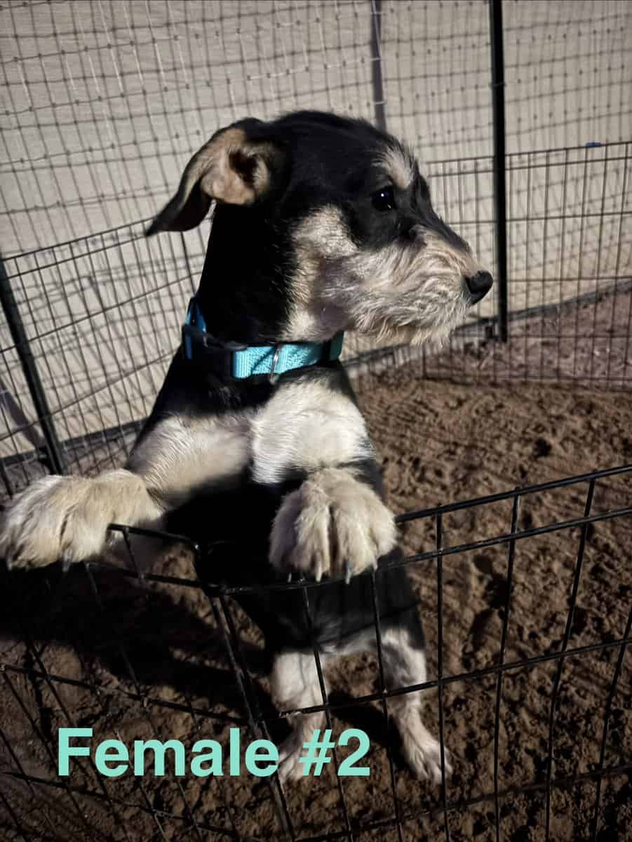 Schnauzer mix image 7