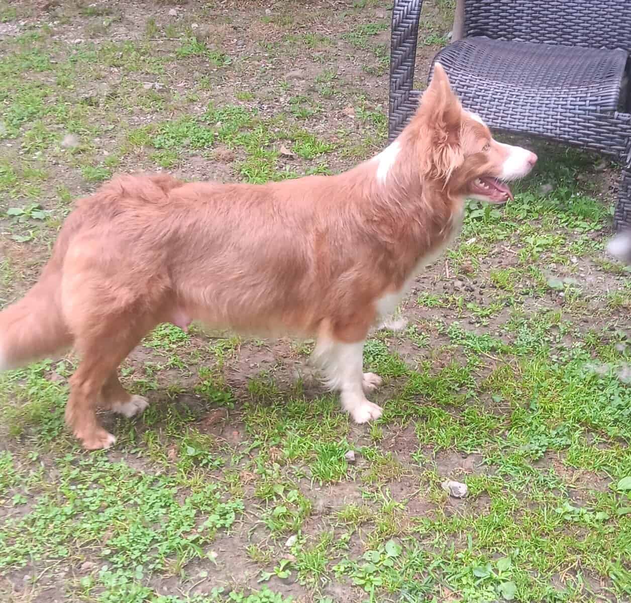 Female border collie image 2