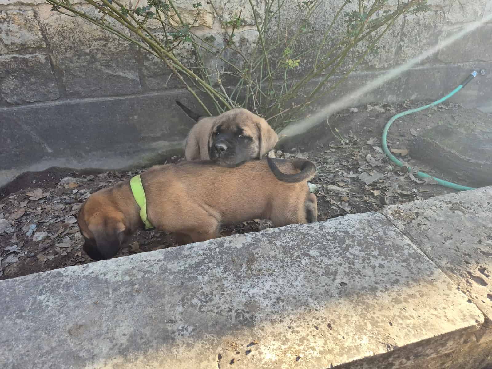 Purebred English Mastiffs for sell image 4