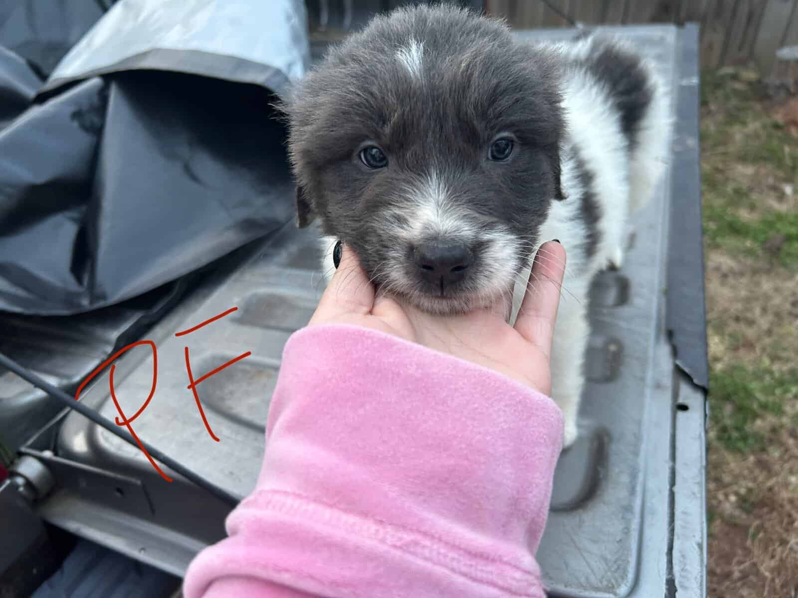 Newfoundland x Great Pyrenees image 9