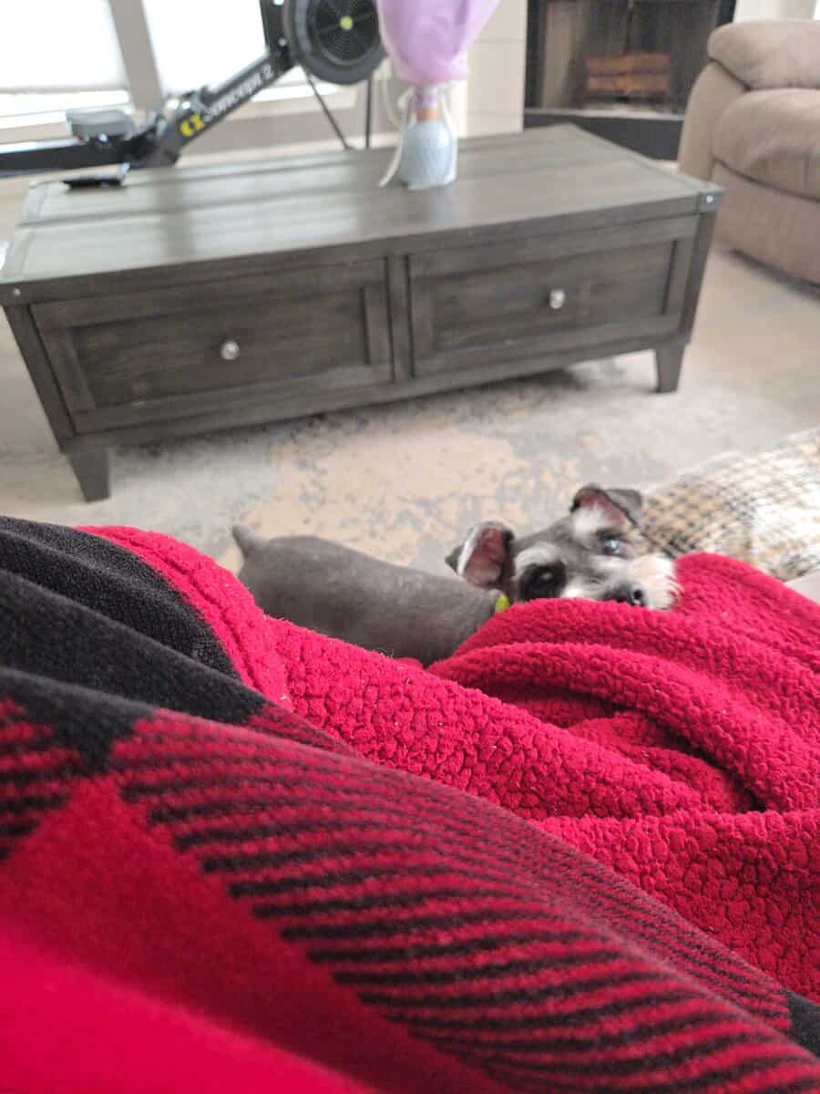 Mini schnauzer image 2