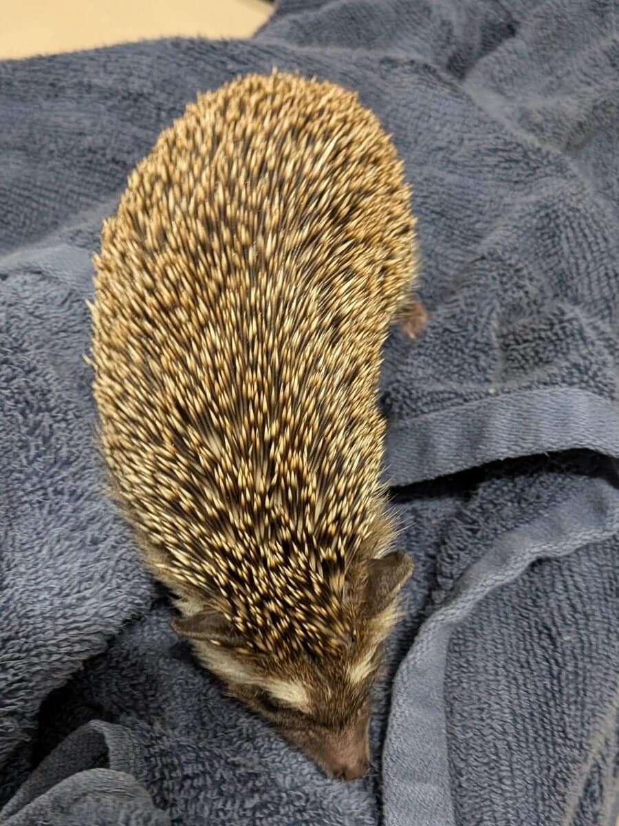 Hedgie needs forever home image 3