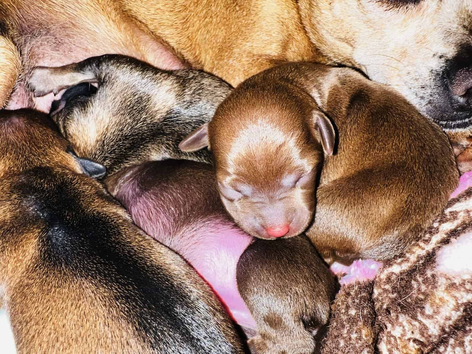 Chihuahuas image 15