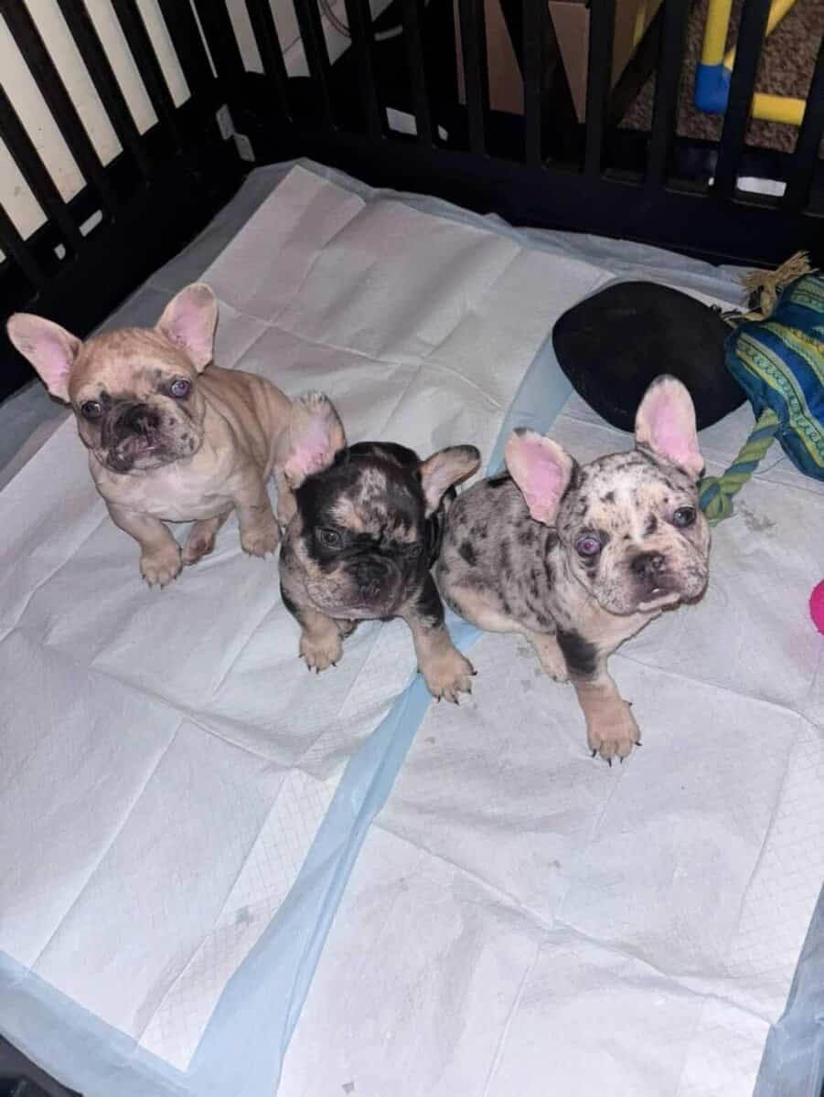 Frenchies ready for forever homes image 1