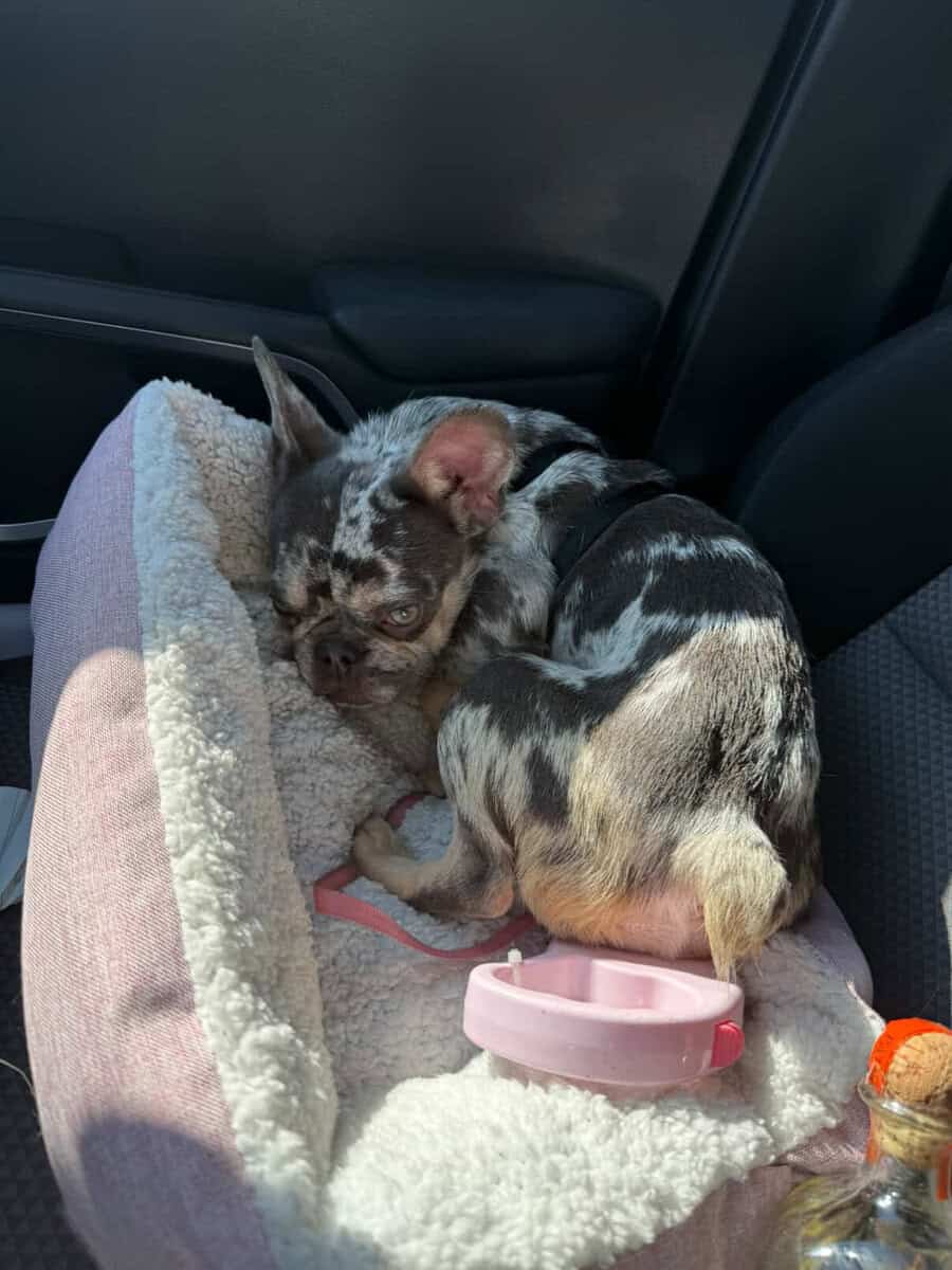 1 year Old Frenchie For Sale Great Dog image 5