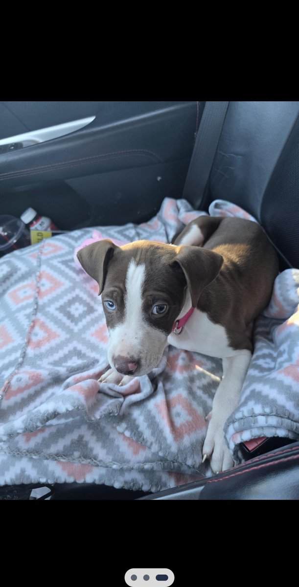 10 week old pup for sale image 1